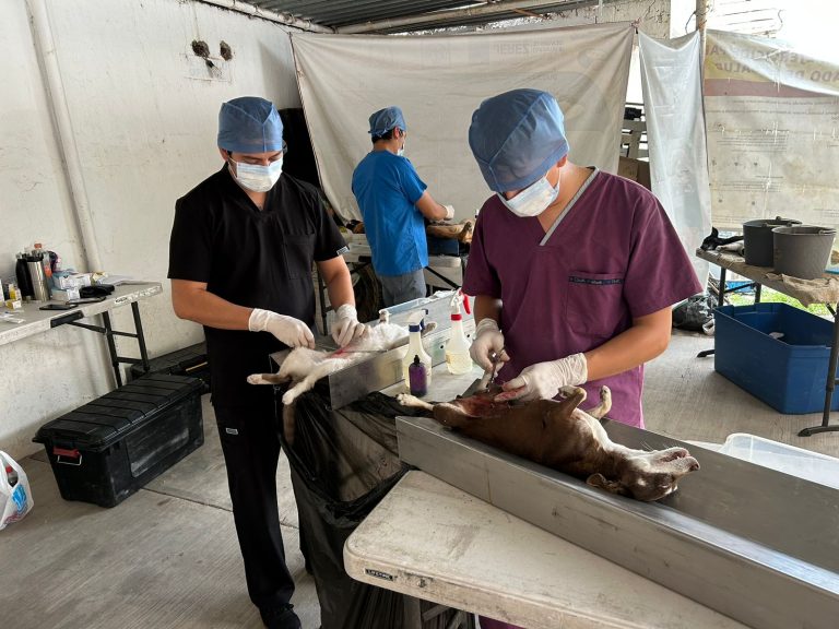 Mañana arranca campaña local de esterilización en Fresnillo