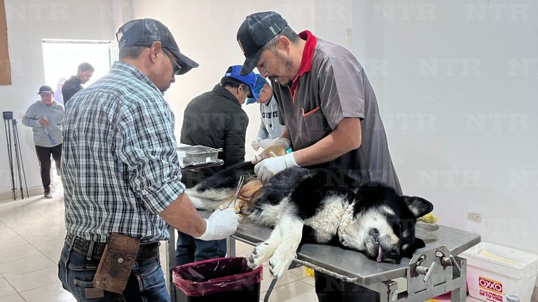 Emprende ayuntamiento campaña vs sobrepoblación animal