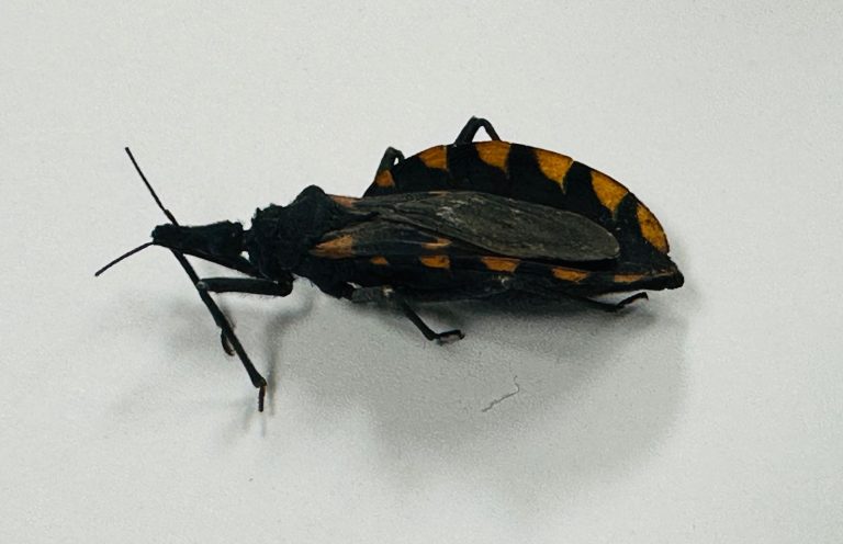Difunden medidas de prevencion contra la Enfermedad de Chagas