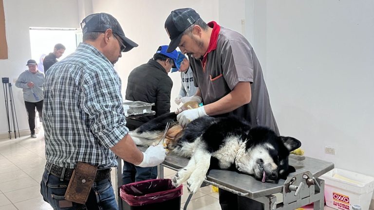 Esterilizadas, +3 mil mascotas en el estado