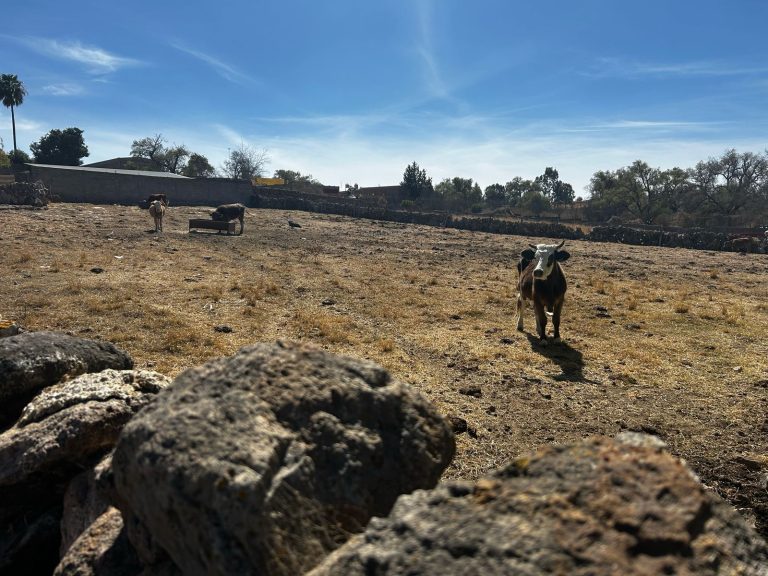 Intensifican campañas de vacunación en bovinos