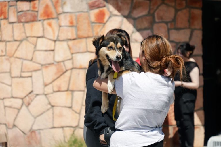 Realizan campaña de esterilización en la Zapata