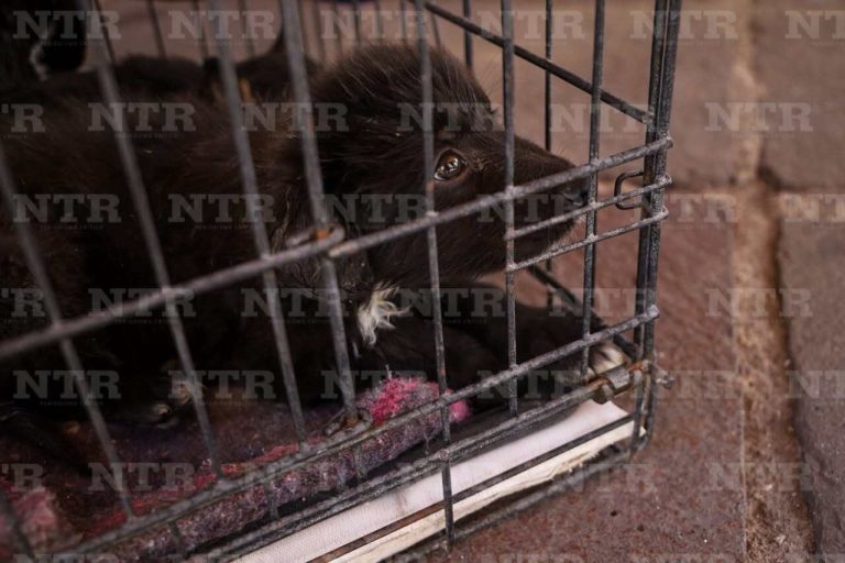 Presenta CACF sobrepoblación de perros y gatos