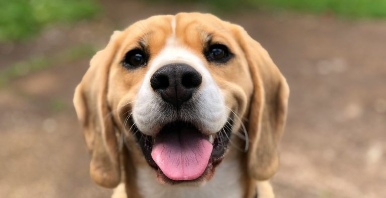 Llevan esterilizaciones al sur de Zacatecas