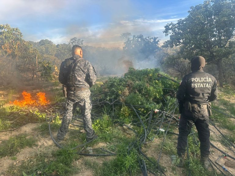 Incineran plantíos de marihuana en Florencia