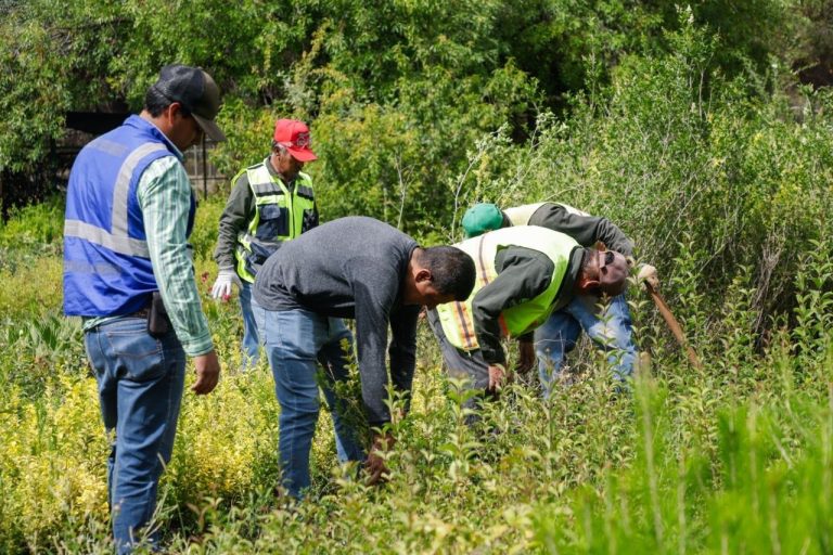Preparan jornada de reforestación en escuelas rurales y urbanas