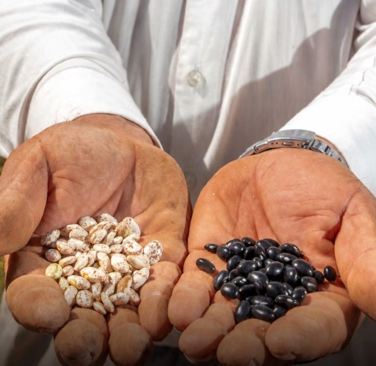Distribuirán en Zacatecas más de 3 mil toneladas de semilla certificada