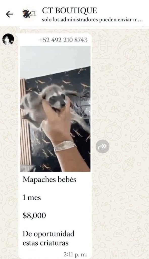 Denuncian presunta venta ilegal de animales silvestres