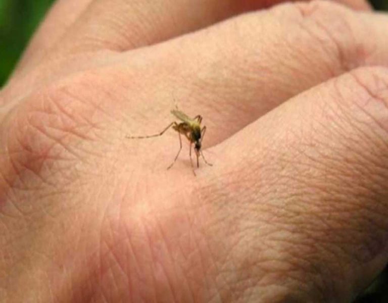 Llama IMSS a intensificar medidas contra el dengue