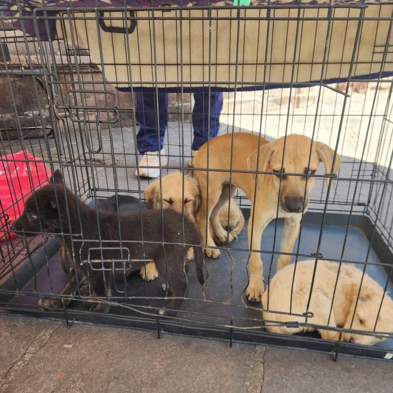 Realizan cada semana una campaña de adopción
