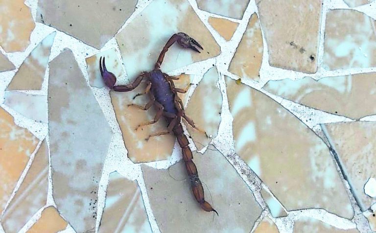 Advierten presencia de alacranes en zona conurbada