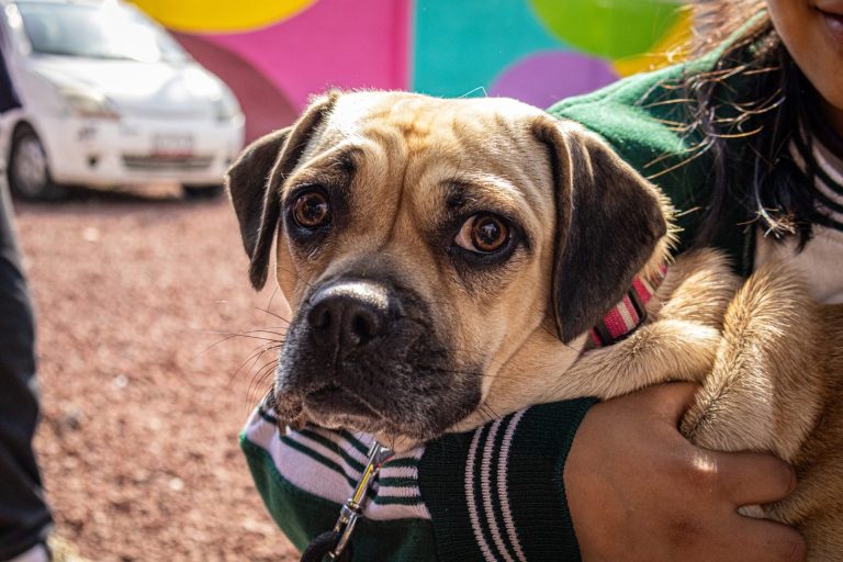 Marcharán por los derechos de animales