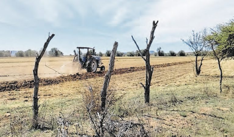 Reducen productores siembra de frijol