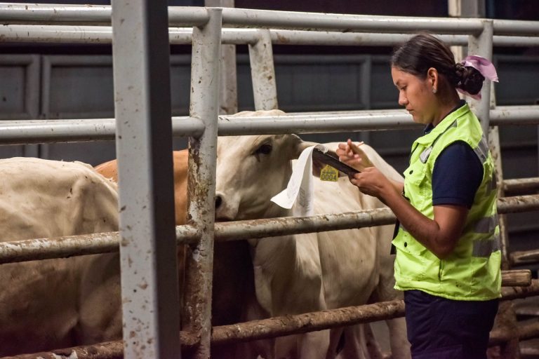 Alertan sobre malas prácticas vs gusano barrenador en Pinos