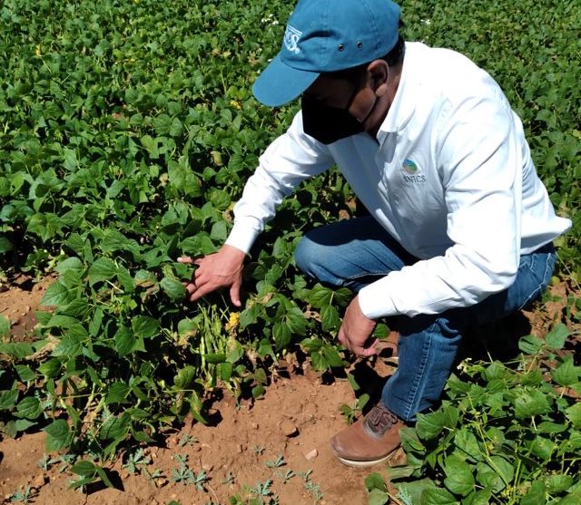 Preocupa a frijoleros escasez de lluvias